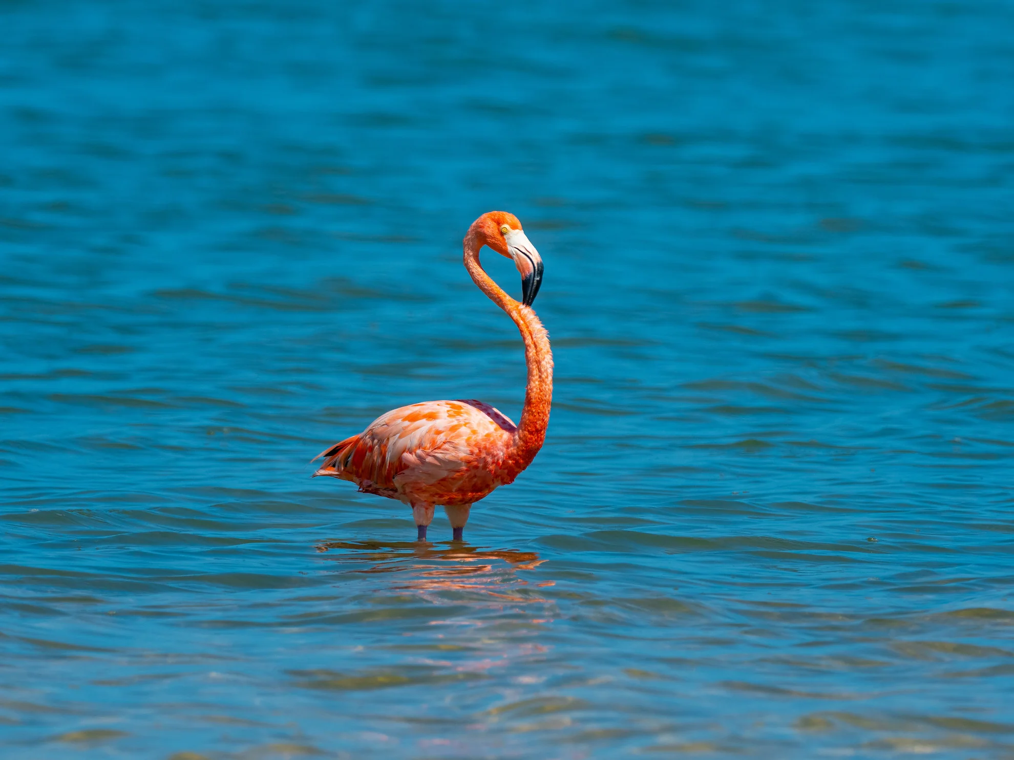 Al rescate del flamenco caribeño